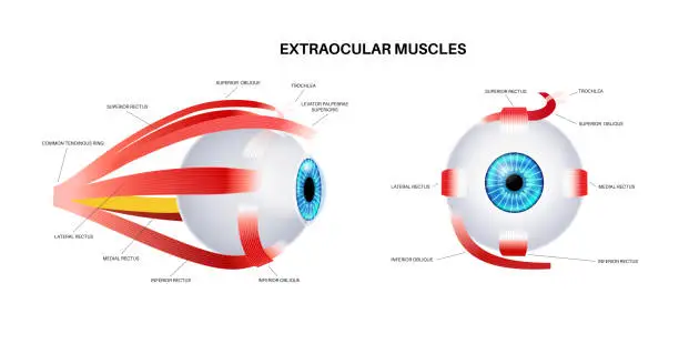 Vector illustration of Extraocular muscles anatomy