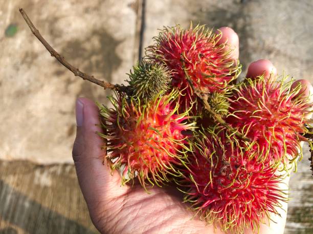 istock fresh ripe red rambutan fruit 1880860382