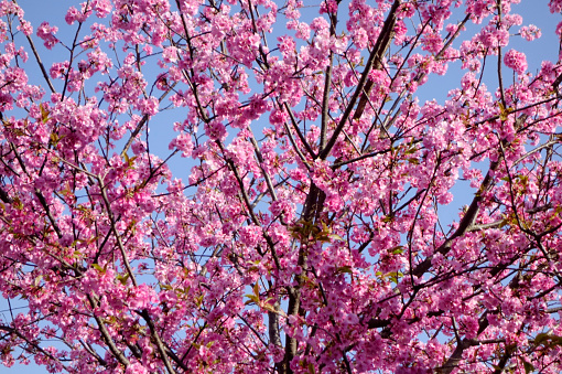 Plum blossom flowers, pink petals on the tree are graceful and splendid