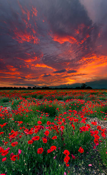 istock Poppy field after sunset 188091042