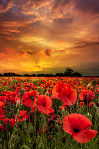 The golden hues of the setting sun cast a glow over a throng of poppies which seem to crowd towards the viewer