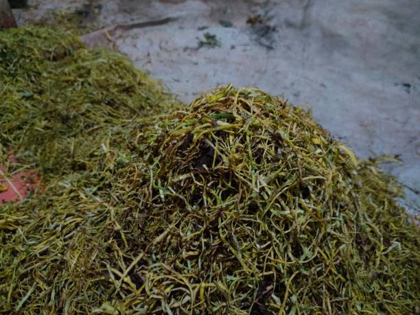 istock sliced tobacco leaves 1880914532