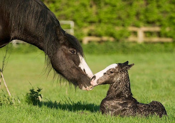 cavallo (equus ferus caballus) mare e puledro neonato - newborn animal foto e immagini stock