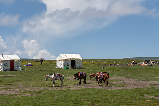 Sunny day, herdsmen's horses and tents on the grassland