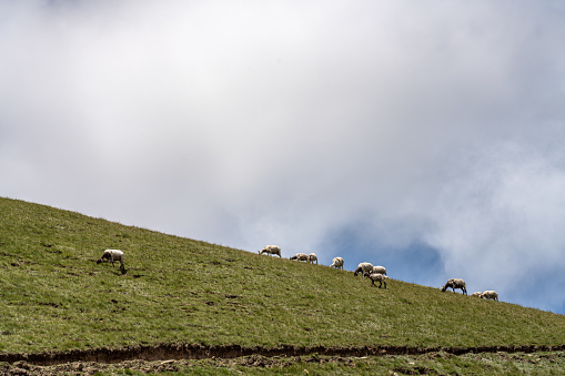 A flock of sheep on a sunny mountain grassland