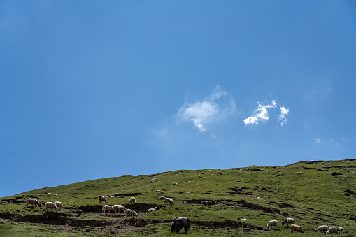 A flock of sheep on a sunny mountain grassland