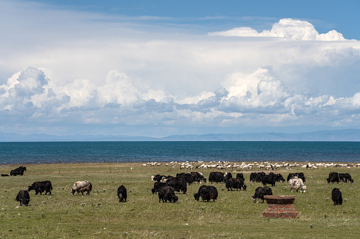 A flock of sheep on the grassland by the lake on a sunny plateau
