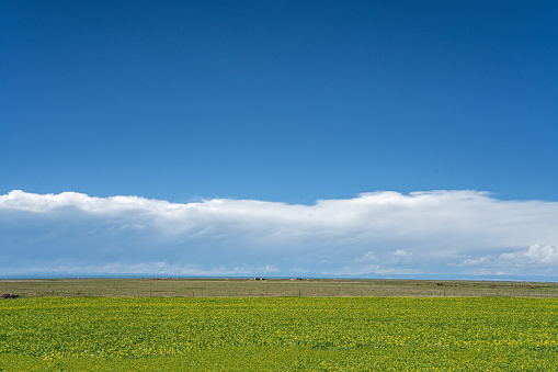 Under the blue sky and white clouds, the lake and grassland