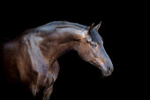 istock Horse isolated on black background 188092858