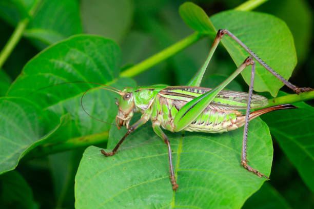 istock Katydids inhabit wild plants in North China 1880935433