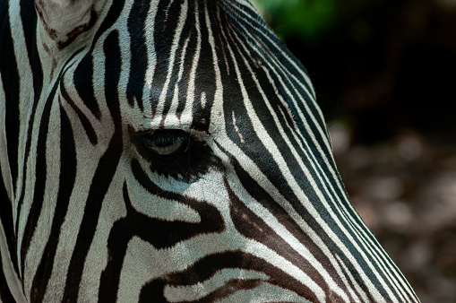 the head face of a Zebra subgenus Hippotigris
