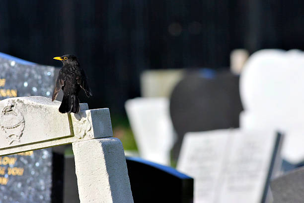 istock European blackbird Turdus merula perched on higgledy-piggledy gravestones 188093689