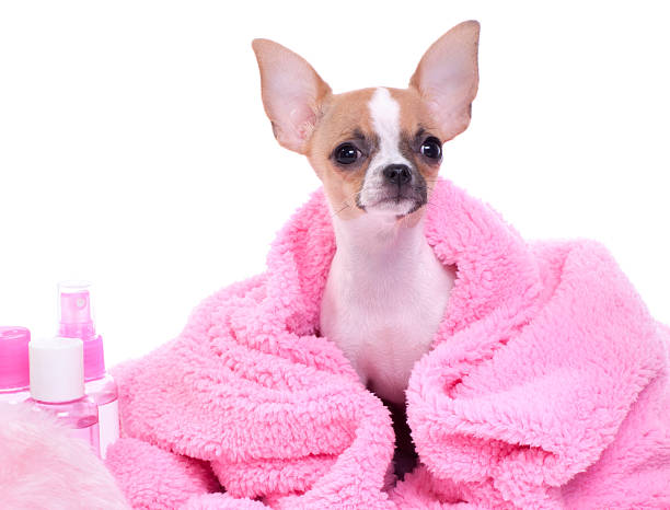istock Chihuahua Puppy Day at the Spa 188093858