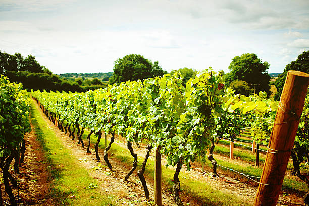 British Vineyard Pretty vineyard in Kent, UK kent england photos stock pictures, royalty-free photos & images