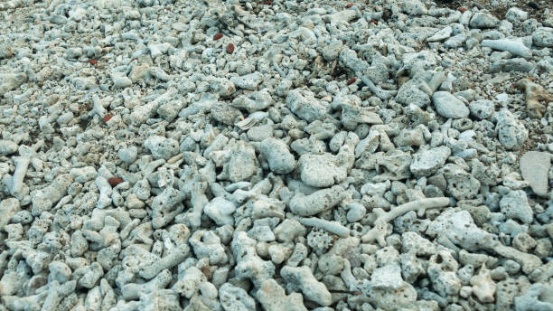 istock coral reefs on the coast 1880943515
