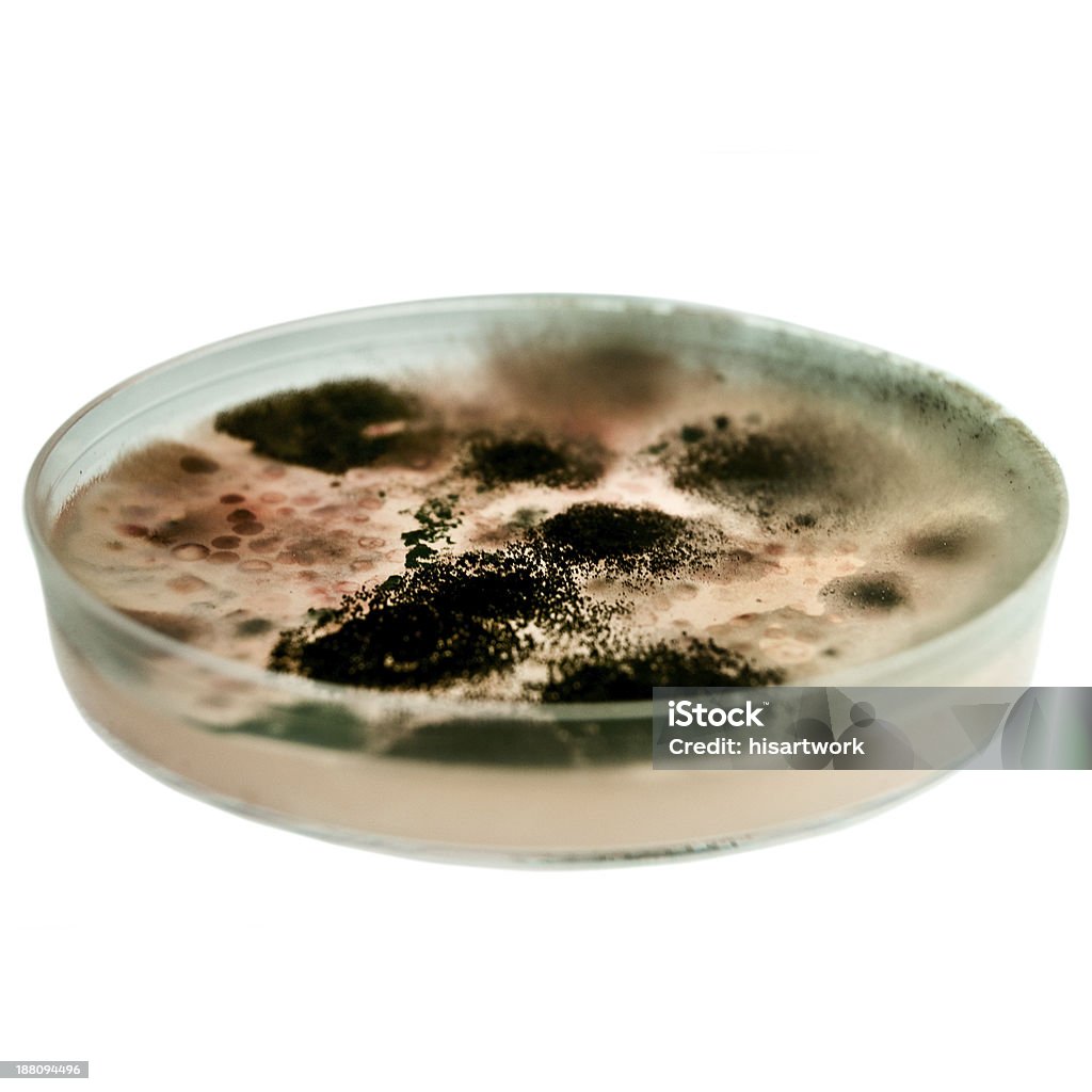 Forma w Petriego, na biały - Zbiór zdjęć royalty-free (Bacterial Mat)