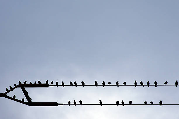 istock Swarm of birds in a Row 188094507