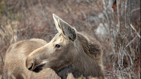 Yearling male moose in Denali National Park in Alaska United States