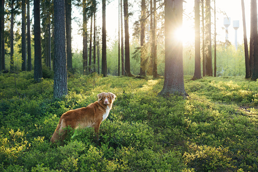 red dog in the summer forest. Nova Scotia duck retriever in nature. Beautiful toller near blueberry pieces