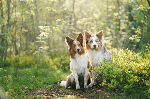 two dogs together in nature. Identical marble border collies. Cute pets outside