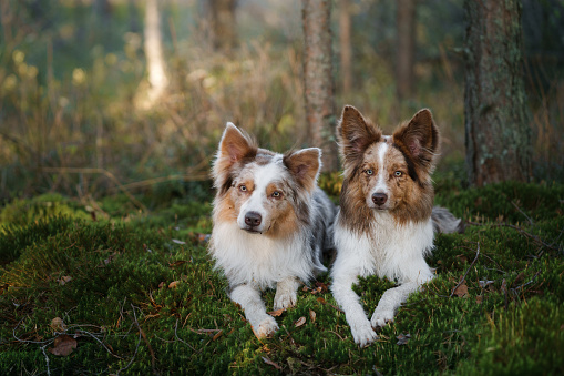 two dogs together in nature. Identical marble border collies. Cute pets outside