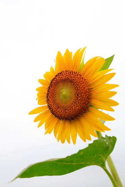 Yellow sunflower with drops of water. Summer and autumn background
