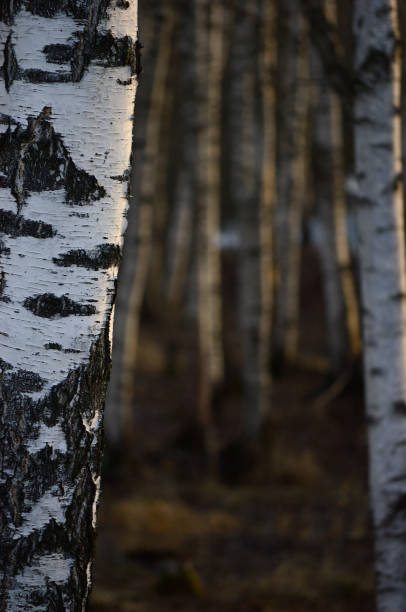 istock Silver Birch Tree Grove Trunks Bark Closeup Background, Large Detailed Vertical Birches March Landscape Scene, Rural Early Spring Season, Wild Forest Betula p. Pendula Trees Trunk Group Vivid Detail, Village Country Countryside Woods, Gentle Bokeh 1880962813