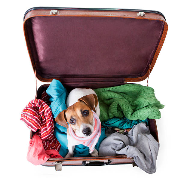 istock Cute dog sits in a suitcase 188096582