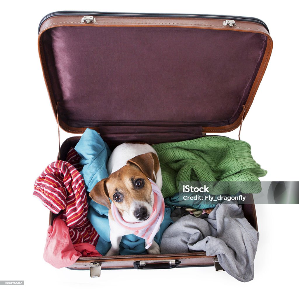 Cute dog sits in a suitcase Pet with bag for traveling with brightly colored things inside of it with a stylish pink scarf around her neck. Take me with you on vacation. White background Airport Stock Photo