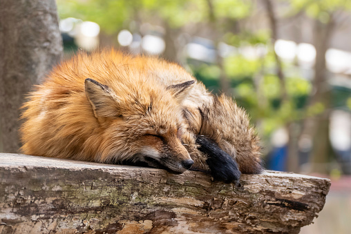 A fox sleeping in the sun