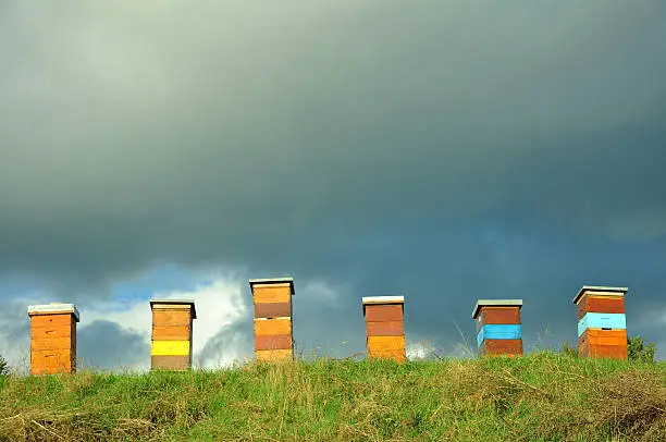 Six beehives in a field.