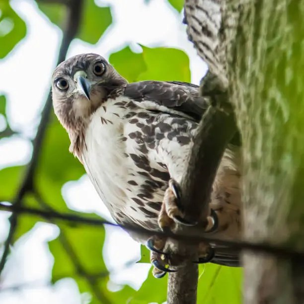 hawk hunting for a squirrel on an oak tree