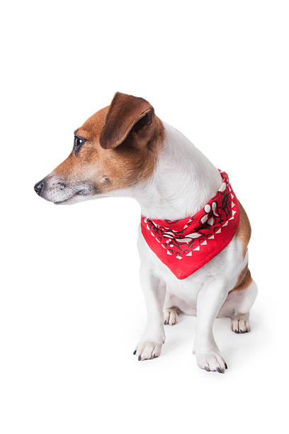 istock Dog in a trendy red bandana 188097221