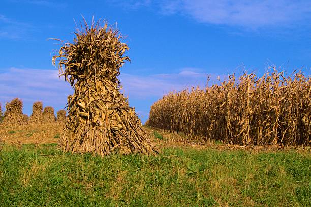 milho choques prontos para a colheita de outono - acreage - fotografias e filmes do acervo