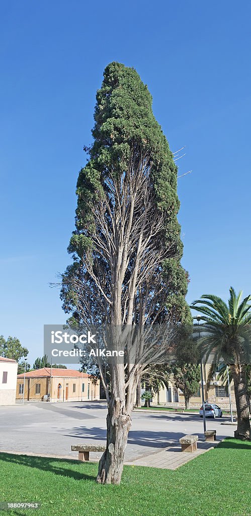 urban cipresso - Foto stock royalty-free di Albero