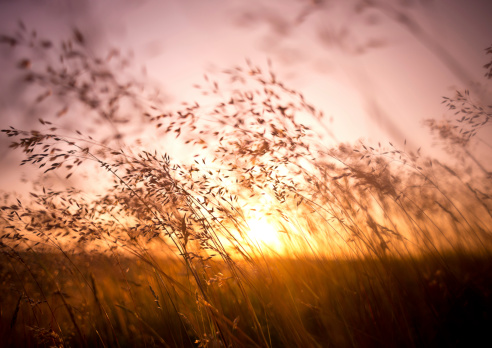 Summer grass and golden light