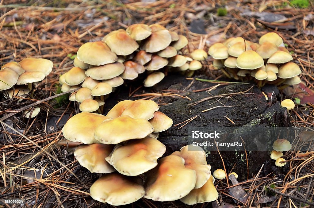many mushrooms growing on a tree stump many mushrooms growing on a tree stump. .soil is covered with fallen needles Autumn Stock Photo