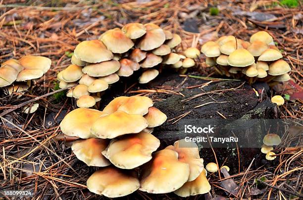 Many Mushrooms Growing On A Tree Stump Stock Photo - Download Image Now - Autumn, Border - Frame, Brown