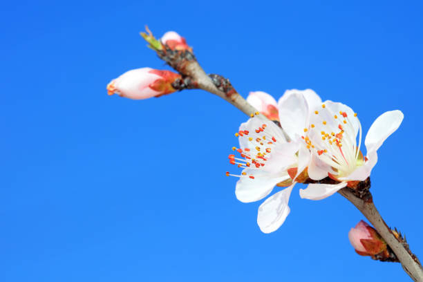 Peach blossom in the park, North China