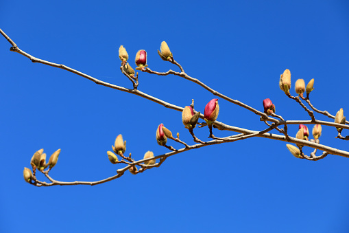 magnolia micro photos of flowers