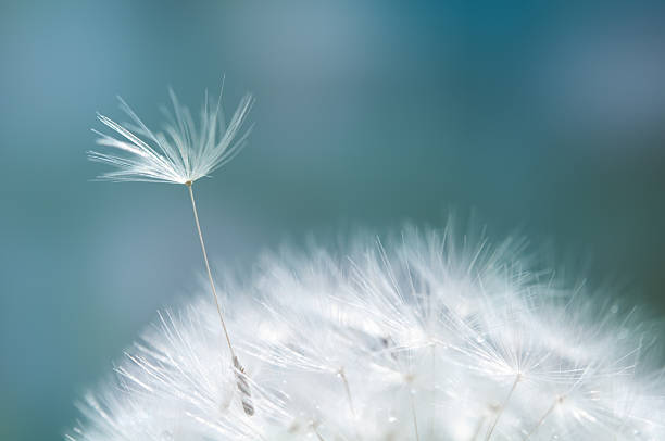 löwenzahn - dandelion water flower abstract stock-fotos und bilder