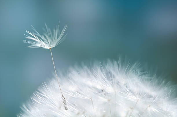 Dandelion Closeup of dandelion - natural background dandelion photos stock pictures, royalty-free photos & images