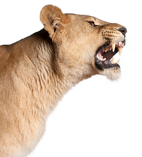 istock Lioness, Panthera leo, 3 years old, snarling isolated on white 188100323