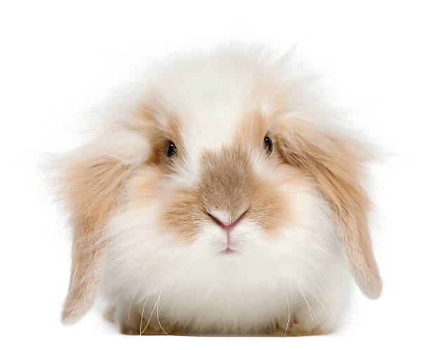 istock Lop rabbit, 6 months old, in front of white background 188100324