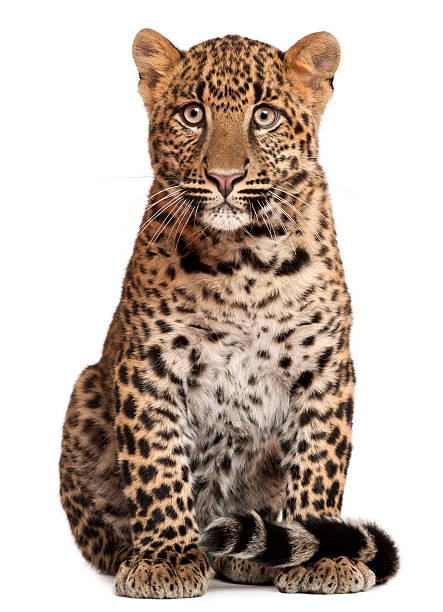istock Leopard, Panthera pardus, 6 months old, sitting 188100328