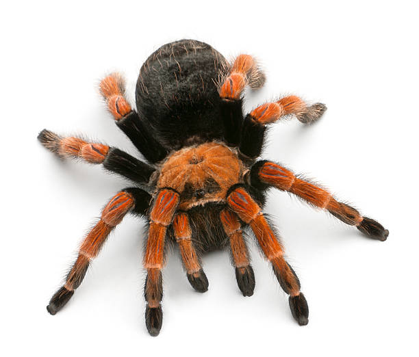 istock Tarantula spider, Brachypelma Boehmei, isolated on white 188100363