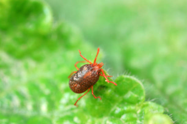 istock A tick mite in green leaves, North China 1881005382