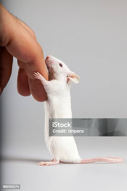 Albino Mouse Holding Human Finger Stock Photo - Download Image Now - Mouse - Animal, Animal Testing, Animal