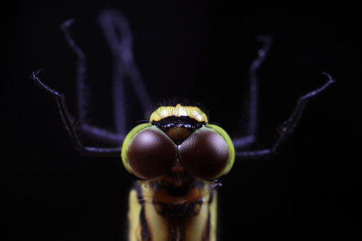 close up flying ant isolated on white background. Winged Carpenter ant