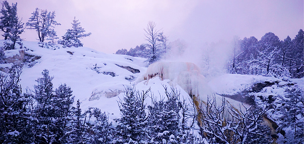 Mammoth Hot Springs in Winter in Yellowstone National Park, Wyoming Montana. Northwest. Yellowstone is a winter wonderland, to watch the wildlife and natural landscape. Geothermal